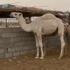 قعود