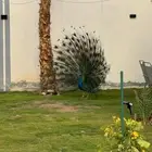 المزرعة الريفية للايجار اليومي