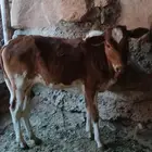 حسيلة فل شحم للبيع