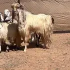 تيس ابيض  للبيع