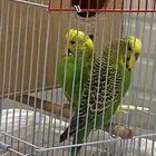 جوز طيور بادجي اليف