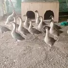 دجاج عربي وحبشي ووز عراقي في الجلة