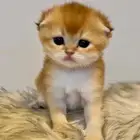 قط سكوتش فولد تربل فولد