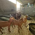 عرس حص فاخر