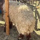 ذبايح نعيم وحريه