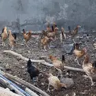 دجاج بلدي للبيع