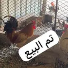 ديك للبيع
