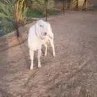تيس فحل ثني حار وحرك