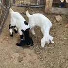 معزا خلفات ضان دفيع