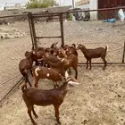 10 جفار