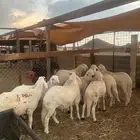 طليان سواكن مرابى طيبه ماشاءالله