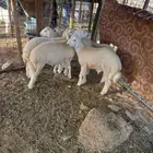 الجموم   تم البيع خارج الحراج