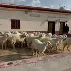 اغنام حرية مميزة