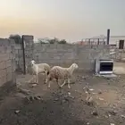 ضان البيع