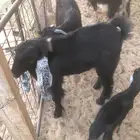 تيوس للبيع