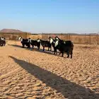 معزا للبيع العدد 17 راس 14 راس مضاريع كشف سينار وعدد 3 حيل