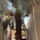نخلة برحي