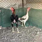 دجاج شامو ياباني