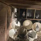 سلام عليكم ورحمه الله وبركاته نعرض لكم حمام كفو جدا