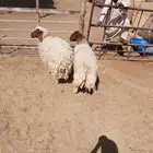 شياه حيل
