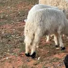 طلي حريات للبيع