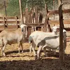 طليان رفد جذعان مخاصي