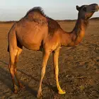 بكره للبيع