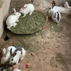 مجموعة 10 ارانب للبيع