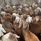 طليان سواكن حمر مرابي