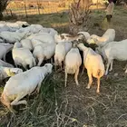 غنم رفد ومهجن وبعضها حري