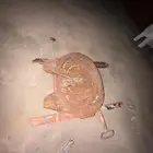 صينيه تريله