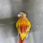 فروخ كنيور اناناس