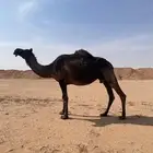 لقحه مجهم