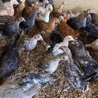 صيصان بلدي و فيومي مخلوطه مع بعض