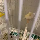 انثى كناري لون ابيض