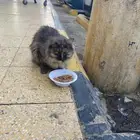 قطه ضايعه او رامينها أليفه جدا