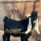 جفار للبيع عوراض