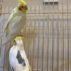 كروان للبيع