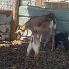 عنز محايليه يتبعها تيس وجفره