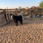 تيس فحل