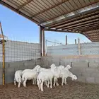 خرفان حريات