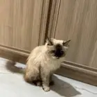 قطه انثى هملايا تبني