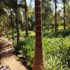 نخيل ملوكي نخيل واشنطني بسعار مناسبه نارجيل