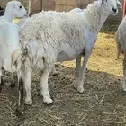 ضان دفيع
