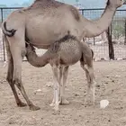 بكره بكر خلفه اقراء الاعلان وتواصل