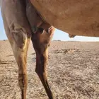 ناقة لقحه
