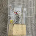 للبيع قفص طيور 601
