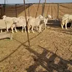ضان حريه دفيع