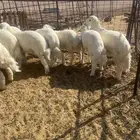 الطليان طيبه