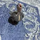 للبيع فرخ كروان تم البيع